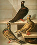 Culbuteurs with smooth feet, high front, short beak, and fine beak - Gustav Prütz — artwork view