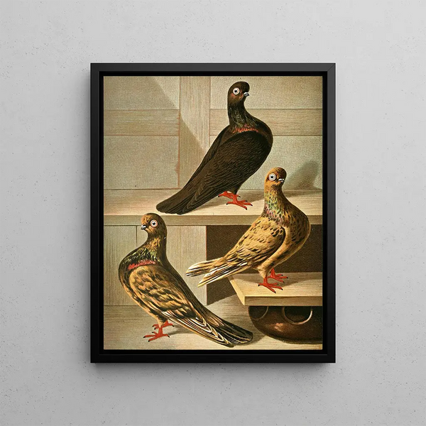 Culbuteurs with smooth feet, high front, short beak, and fine beak - Gustav Prütz — framed artwork on a wall