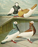 Pie bavarde à tête blanche de Hongrie - Gustav Prütz — artwork view