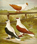 Pigeon hirondelle platy ou de Nuremberg - Gustav Prütz — artwork view