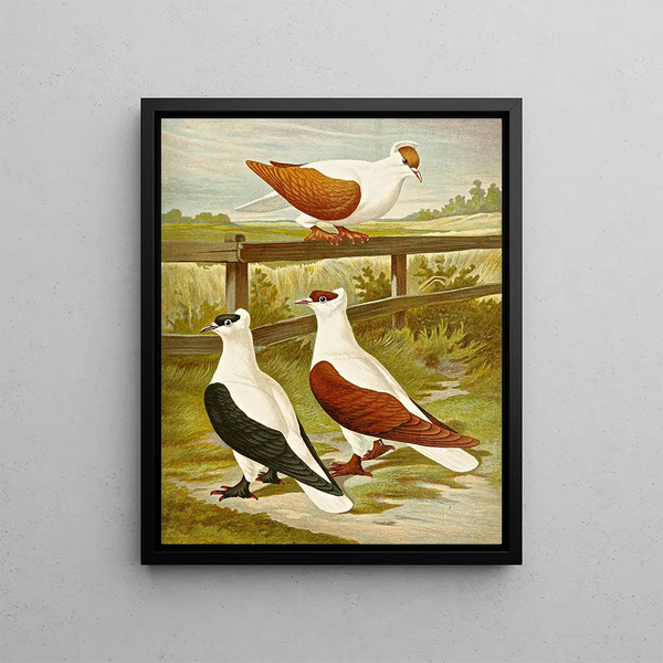 Pigeon hirondelle platy ou de Nuremberg - Gustav Prütz — framed artwork on a wall
