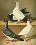 Weiner Tumbler with long beak and flat front - Gustav Prütz — artwork view
