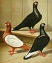 Weiner's Short Beak Culbuteur - Gustav Prütz — artwork view