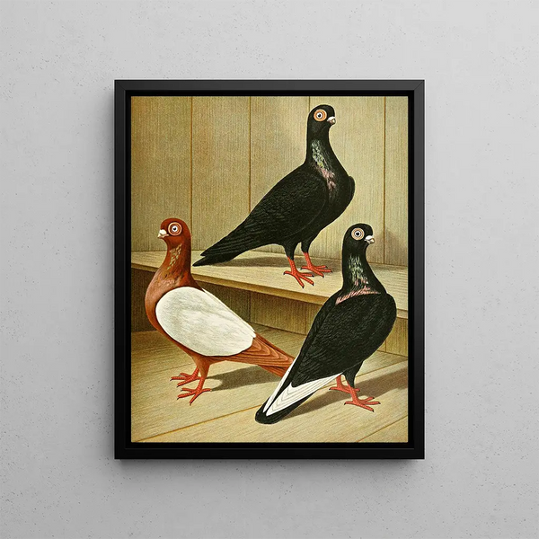 Weiner's Short Beak Culbuteur - Gustav Prütz — framed artwork on a wall