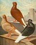 Culbuteur à queue blanche et à ailes blanches - Gustav Prütz — artwork view