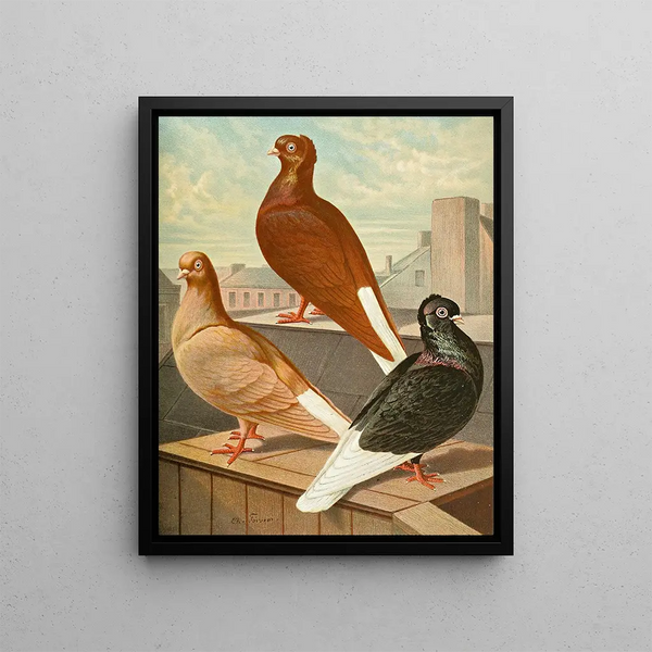 Culbuteur à queue blanche et à ailes blanches - Gustav Prütz — framed artwork on a wall