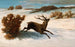 Stags running in the snow - Gustave Courbet — artwork view