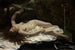 Woman with a Parrot - Gustave Courbet — artwork view