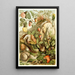 Terrestrial Mollusks - H Morin — framed artwork on a wall