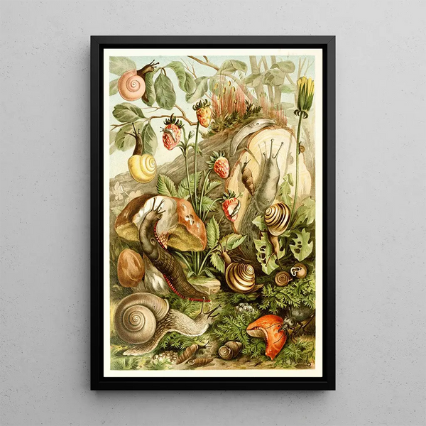 Terrestrial Mollusks - H Morin — framed artwork on a wall