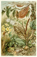 Mimicry Painting in insects - H Morin — artwork view