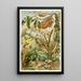 Mimicry Painting in insects - H Morin — framed artwork on a wall