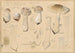 Amanita ampla Pers. 1801 excelsa Fries - Hans Baldung — artwork view