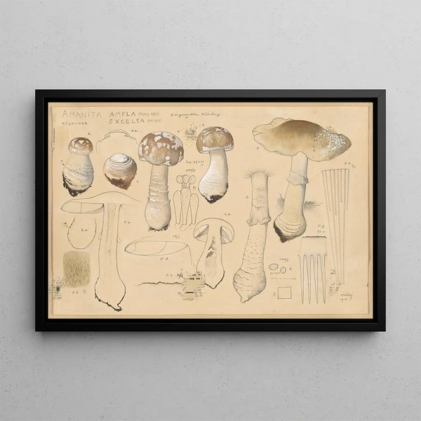 Amanita ampla Pers. 1801 excelsa Fries - Hans Baldung — framed artwork on a wall