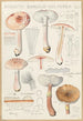 Amanite annulosulfurea - Hans Baldung — artwork view