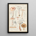 Amanite annulosulfurea - Hans Baldung — framed artwork on a wall