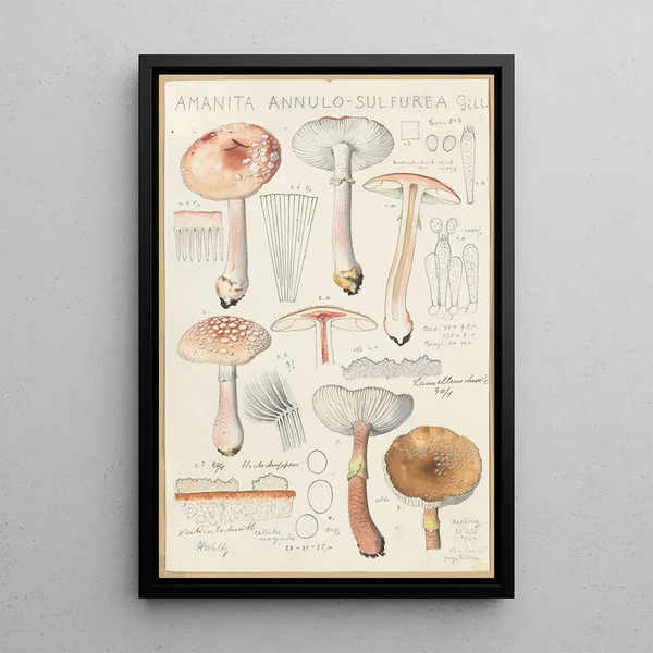 Amanite annulosulfurea - Hans Baldung — framed artwork on a wall