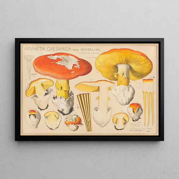 Amanita caesarea Scop - Hans Baldung — framed artwork on a wall