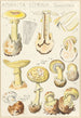 Amanite citrine - Hans Baldung — artwork view