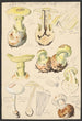 Amanite citrine Schaeffer - Hans Baldung — artwork view