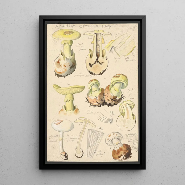 Amanite citrine Schaeffer - Hans Baldung — framed artwork on a wall