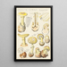 Amanite citrine - Hans Baldung — framed artwork on a wall