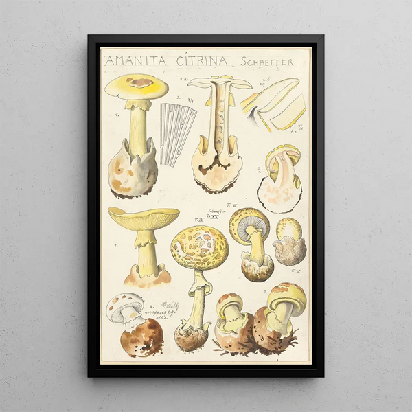 Amanite citrine - Hans Baldung — framed artwork on a wall