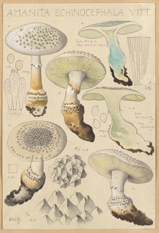 Hans Walty - Amanita enchinocephala.webp