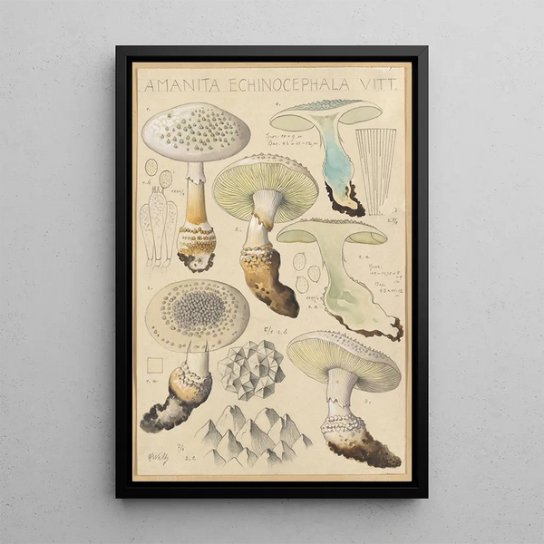 Amanite echinocephala - Hans Baldung — framed artwork on a wall