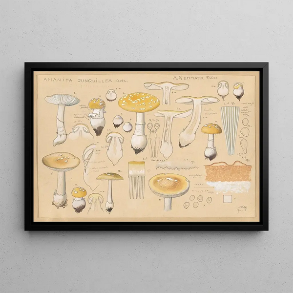 Amanita junquillea Qul - Hans Baldung — framed artwork on a wall