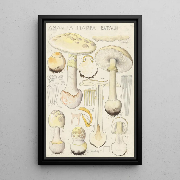 Amanite mappa Batsch 2 - Hans Baldung — framed artwork on a wall