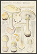 Amanite mappa Batsch 2 - Hans Baldung — artwork view