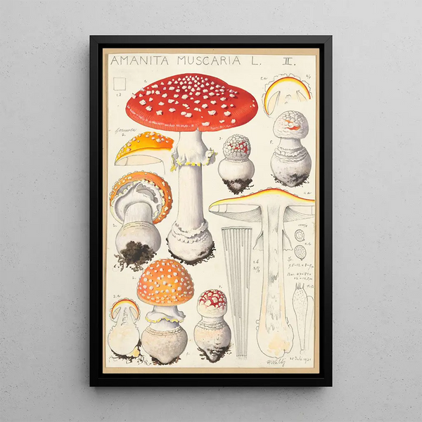 Amanite tue-mouches L - Hans Baldung — framed artwork on a wall