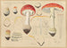 Amanita muscaria L. Pers - Hans Baldung — artwork view