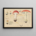 Amanita muscaria L. Pers - Hans Baldung — framed artwork on a wall