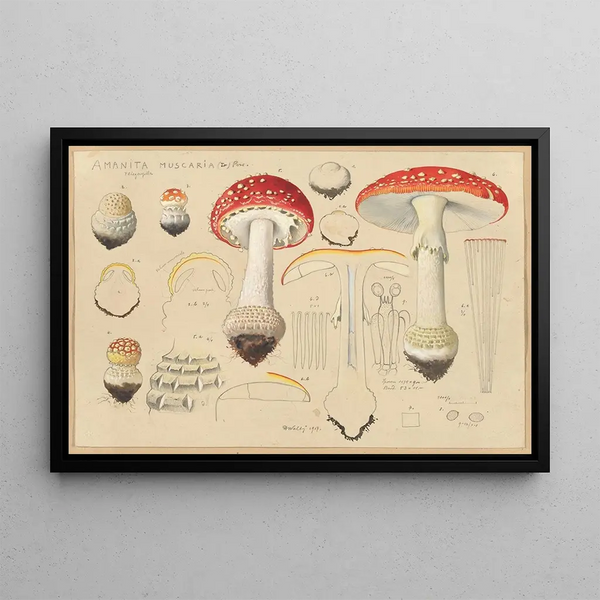 Amanita muscaria L. Pers - Hans Baldung — framed artwork on a wall