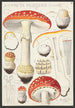 Amanite tue-mouches Linné - Hans Baldung — artwork view