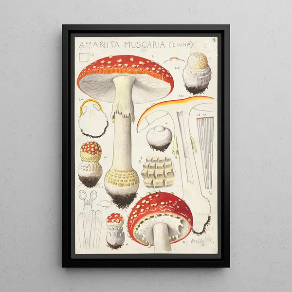 Amanite tue-mouches Linné - Hans Baldung — framed artwork on a wall