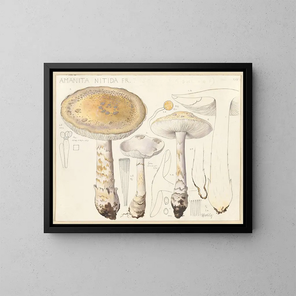 Amanite luisante - Hans Baldung — framed artwork on a wall