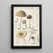 Amanite panthère Candolle - Hans Baldung — framed artwork on a wall