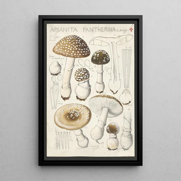 Amanite panthère Candolle - Hans Baldung — framed artwork on a wall