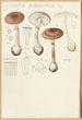 Amanite porphyre Fr - Hans Baldung — artwork view