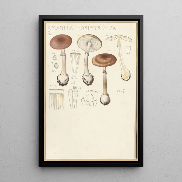 Amanite porphyre Fr - Hans Baldung — framed artwork on a wall