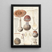 Amanite porphyre Fr A - Hans Baldung — framed artwork on a wall