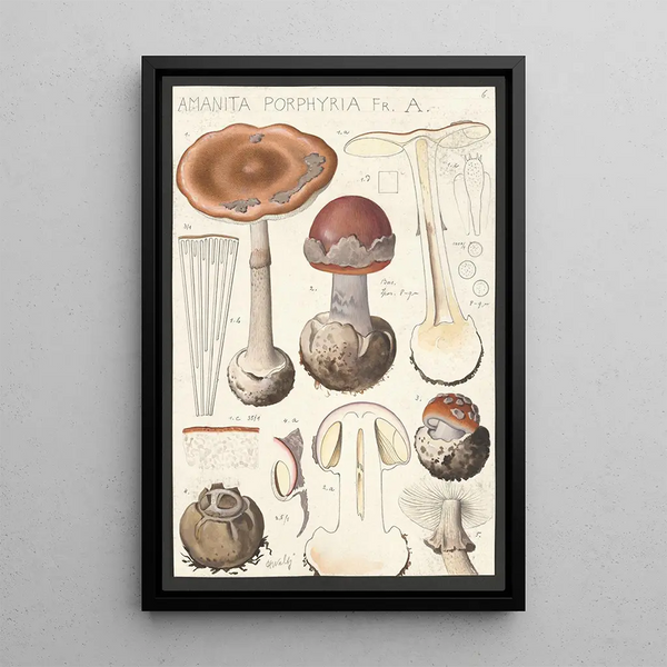 Amanite porphyre Fr A - Hans Baldung — framed artwork on a wall