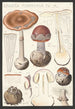 Amanite porphyre Fr A - Hans Baldung — artwork view