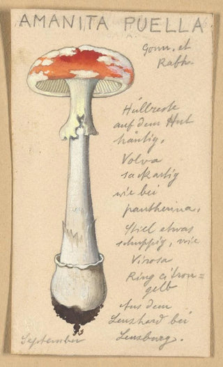 Hans Walty - Amanita puella.webp