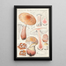 Amanite rougissante Persoon - Hans Baldung — framed artwork on a wall