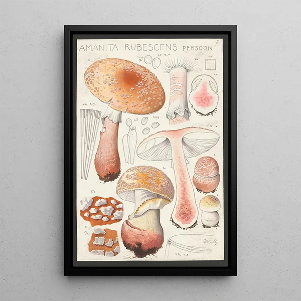 Amanite rougissante Persoon - Hans Baldung — framed artwork on a wall