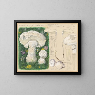 Amanite solitaire - Hans Baldung — framed artwork on a wall